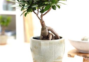 Care Instructions for Ficus Microcarpa Ginseng Ficus Pflege Ficus Ginseng Bonsai Oder Baum