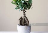 Care Instructions for Ficus Microcarpa Ginseng Ficus Pflege Ficus Ginseng Bonsai Oder Baum