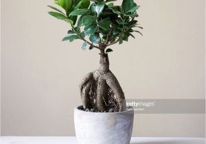 Care Instructions for Ficus Microcarpa Ginseng Ficus Pflege Ficus Ginseng Bonsai Oder Baum