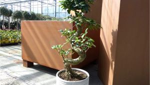 Care Instructions for Ficus Microcarpa Ginseng Ficus Pflege Ficus Ginseng Bonsai Oder Baum