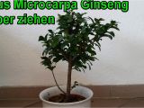 Care Instructions for Ficus Microcarpa Ginseng Ficus Pflege Ficus Ginseng Bonsai Oder Baum