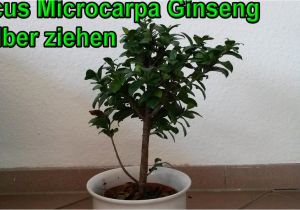 Care Instructions for Ficus Microcarpa Ginseng Ficus Pflege Ficus Ginseng Bonsai Oder Baum