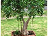 Care Instructions for Ficus Microcarpa Ginseng Vpn Live Ficus Benjamina Plant 1 5 Years Old Pre Bonsai Buy Vpn