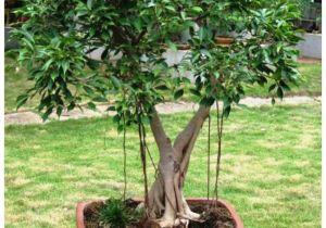 Care Instructions for Ficus Microcarpa Ginseng Vpn Live Ficus Benjamina Plant 1 5 Years Old Pre Bonsai Buy Vpn