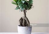 Care Of Ficus Microcarpa Ginseng 45 Einzigartig Lager Von Ficus Microcarpa Ginseng Pflege
