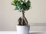 Care Of Ficus Microcarpa Ginseng 45 Einzigartig Lager Von Ficus Microcarpa Ginseng Pflege