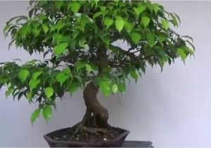 Care Of Ficus Microcarpa Ginseng Bonsai Evolution Evolution Of A Ficus Benjamina Youtube