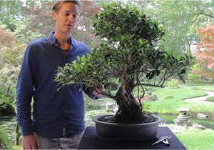 Care Of Ficus Microcarpa Ginseng Bonsai Ficus Youtube