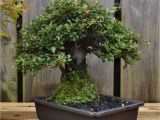 Care Of Ficus Microcarpa Ginseng Dsc 0262 Bonsai Eejit Bonsai Pinterest Bonsai and Gardens