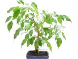 Care Of Ficus Microcarpa Ginseng Ficus Benjamina Bonsai Wiring and Update Youtube