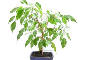 Care Of Ficus Microcarpa Ginseng Ficus Benjamina Bonsai Wiring and Update Youtube