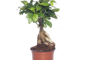 Care Of Ficus Microcarpa Ginseng Ficus Microcarpa Ginseng Pflege Genial 29 Pflege Ficus Ginseng