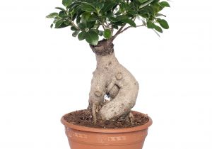 Care Of Ficus Microcarpa Ginseng Ficus Microcarpa Ginseng Pflege Genial 29 Pflege Ficus Ginseng