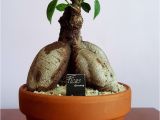 Care Of Ficus Microcarpa Ginseng Ginsen G Kaktus Ve Sukulent Koleksiyonum 10 03 2018 Pinterest