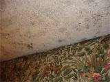 Carpet Cleaning Syracuse Ny Mold Growing On Carpet