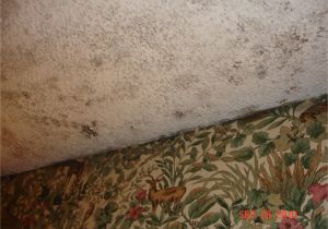 Carpet Cleaning Syracuse Ny Mold Growing On Carpet