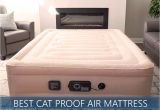 Cat Proof Air Mattress Best Cat Puncture Proof Air Mattresses Updated Reviews