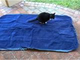 Cat Proof Air Mattress Cat Proof Air Mattresses Choose One or Protect the One