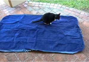 Cat Proof Air Mattress Cat Proof Air Mattresses Choose One or Protect the One