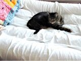 Cat Proof Air Mattress top 4 Best Cat Proof Air Mattress 2018 Review Of