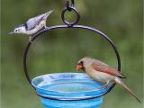 Ceramic Bird Bath Replacement Bowls Ceramic Bird Bath Replacement Bowls Bird Cages