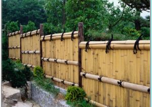 Cheap Privacy Fence Ideas Inexpensive Privacy Fence Ideas torahenfamilia Com