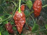 Chocolate Bhutlah for Sale Bhutlah Brown Seeds 20 Peppers by Mail