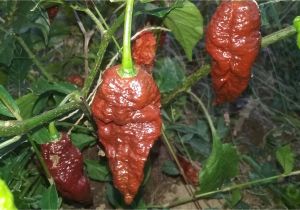 Chocolate Bhutlah for Sale Bhutlah Brown Seeds 20 Peppers by Mail