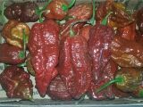 Chocolate Bhutlah for Sale Bhutlah Chocolate Peppers by Mail