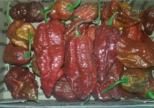 Chocolate Bhutlah for Sale Bhutlah Chocolate Peppers by Mail