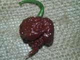 Chocolate Bhutlah for Sale Carolina Reaper Chocolate Pbm Seeds Peppers by Mail