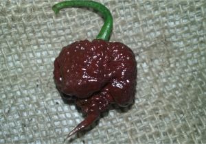 Chocolate Bhutlah for Sale Carolina Reaper Chocolate Pbm Seeds Peppers by Mail