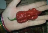 Chocolate Bhutlah for Sale Chocolate Bhutlah Pepper Seeds