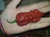 Chocolate Bhutlah for Sale Chocolate Bhutlah Pepper Seeds