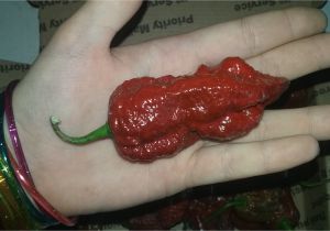 Chocolate Bhutlah for Sale Chocolate Bhutlah Pepper Seeds