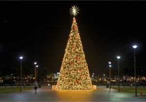 Christmas Light Hanging atlanta where to Buy A Christmas Tree In Miami