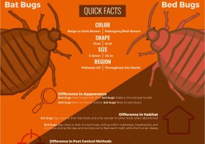 Cleaning after Tenting for Termites Bat Bugs Vs Bed Bugs What S the Difference Catseye Pest Control