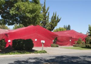 Cleaning after Tenting for Termites How to Prepare for Tent Fumigation Of Your Home