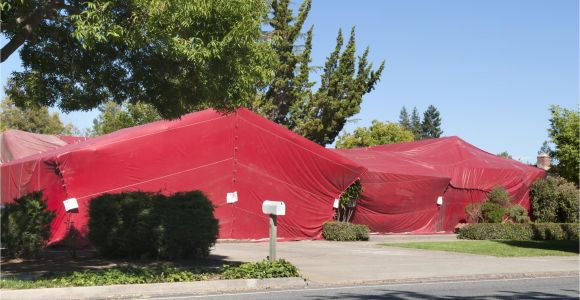 Cleaning after Tenting for Termites How to Prepare for Tent Fumigation Of Your Home