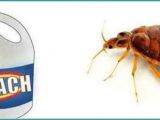 Clorox Bleach and Bed Bugs Clorox Bleach and Bed Bugs Bgcnsv Com