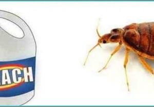 Clorox Bleach and Bed Bugs Clorox Bleach and Bed Bugs Bgcnsv Com