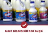 Clorox Bleach and Bed Bugs Does Bleach Kill Bed Bugs the Answer Might Surprise You