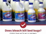 Clorox Bleach and Bed Bugs Does Bleach Kill Bed Bugs the Answer Might Surprise You