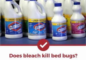 Clorox Bleach and Bed Bugs Does Bleach Kill Bed Bugs the Answer Might Surprise You