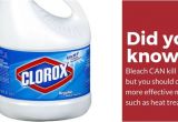 Clorox Bleach and Bed Bugs Does Bleach Kill Bed Bugs the Answer Might Surprise You