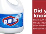 Clorox Bleach and Bed Bugs Does Bleach Kill Bed Bugs the Answer Might Surprise You