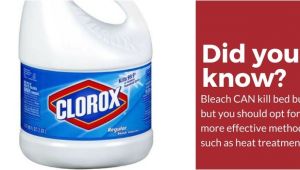 Clorox Bleach and Bed Bugs Does Bleach Kill Bed Bugs the Answer Might Surprise You