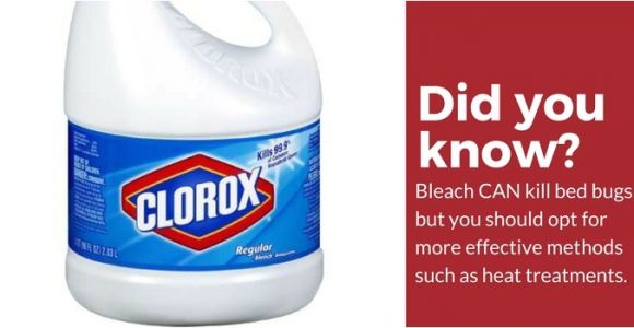 Clorox Bleach and Bed Bugs Does Bleach Kill Bed Bugs the Answer Might Surprise You