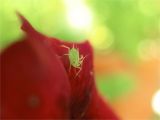 Cluster Fly Traps Homemade How Do You Control Aphids On Indoor House Plants