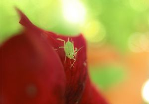 Cluster Fly Traps Homemade How Do You Control Aphids On Indoor House Plants